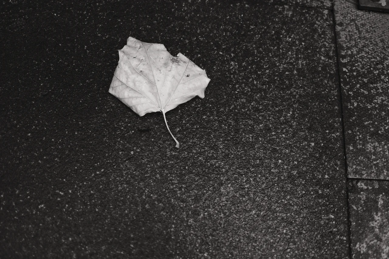 A pale fallen leaf rests against the dark texture of wet pavement in Ormskirk. Black and white photograph by Mark C Grant.