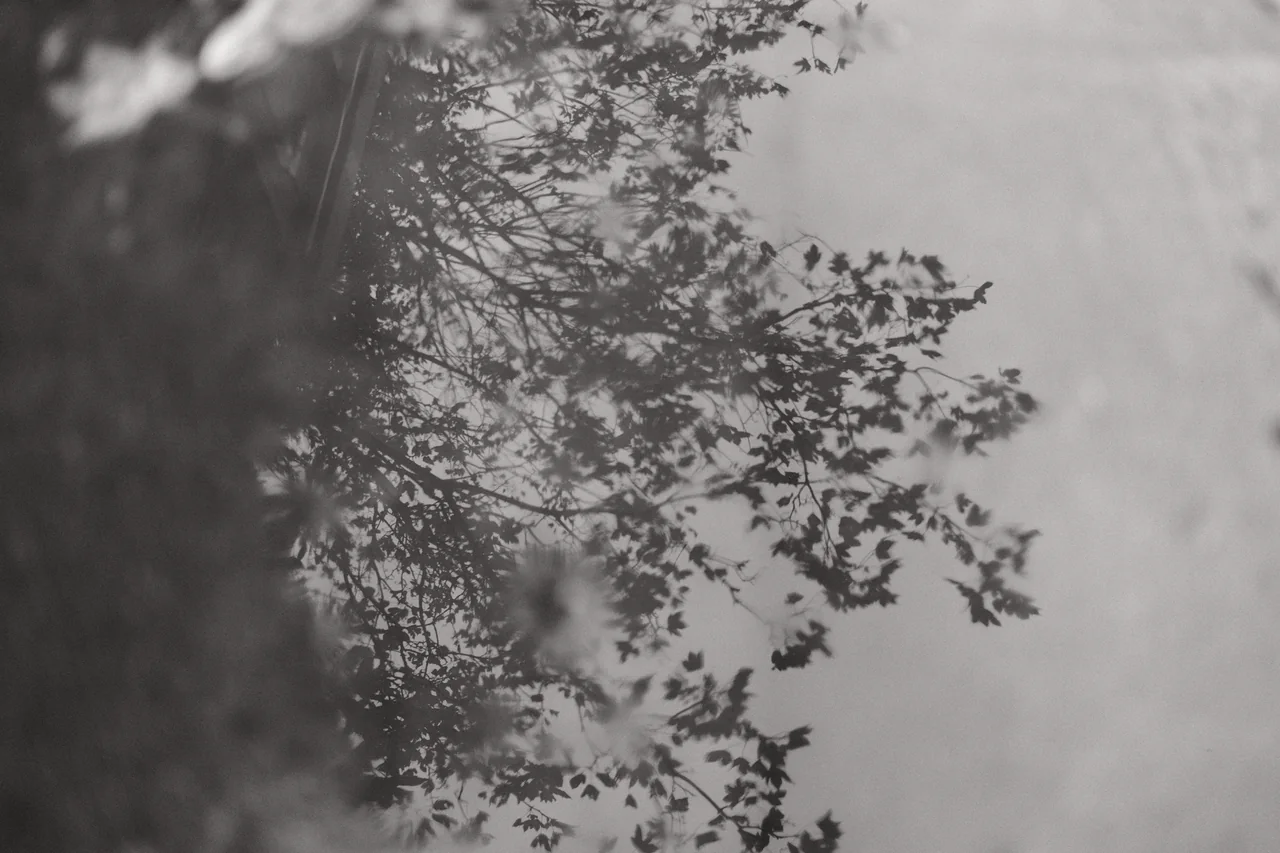 A tree canopy is reflected in rainwater, with soft leaves and darker edges breaking the surface in Ormskirk. Black and white photograph by Mark C Grant.