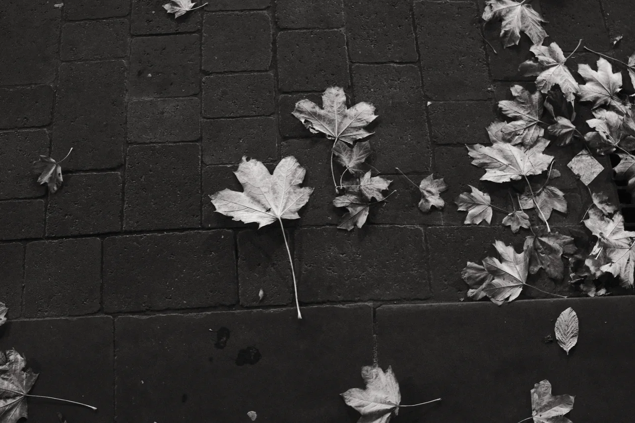 Pale autumn leaves lie across dark rectangular paving stones, with a loose cluster along the right edge. Black and white photograph by Mark C Grant.