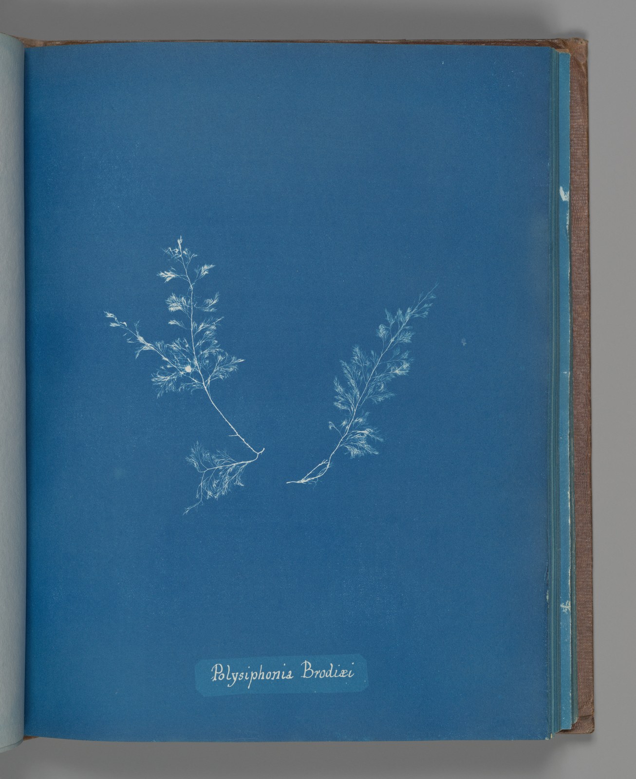 Pale branching algae lie against a deep blue cyanotype page, with a handwritten botanical label beneath them and the edge of the bound volume visible.