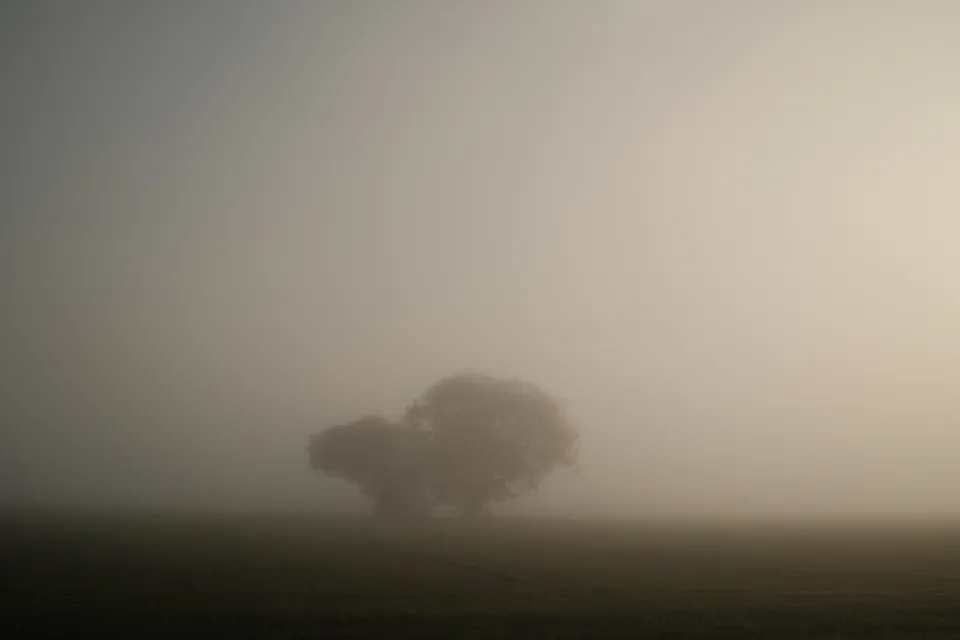 A small group of trees emerges softly from a fog-covered field.