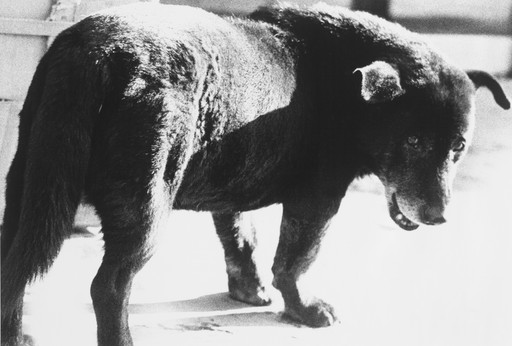 Daidō Moriyama’s Stray Dog, Misawa: a dark dog turns its head towards the viewer, its body crossing pale ground.