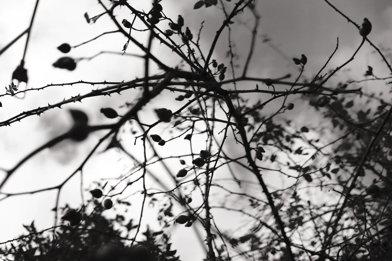 Thorny branches and rounded seed heads overlap against a pale, clouded sky. Black and white photograph by Mark C Grant.